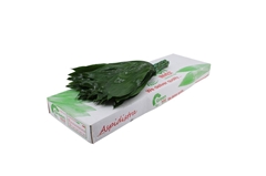 Aspidistra E Per Bunch 80cm