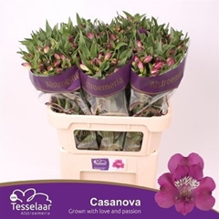 Alstr Casanova 75gr Ex