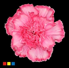Dianthus St Hot Pink