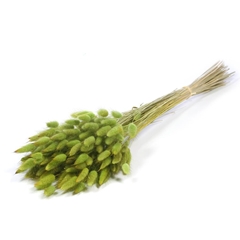 Siergr Ov Klb H% 45cm 100gram