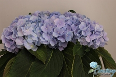 Hydr M Verena Blue 60cm 16cm Ø