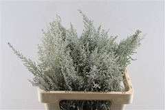 Stoebe Plumosa 50cm