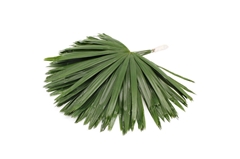 Palmblad 50cm