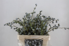 Diversen 55cm 300gram