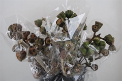 Eucalyptus Blad Bunch 65cm