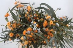 Snijbloemen Klb H% 60cm 300gram