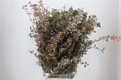 Kersebloesem P Bunch 70cm 400gram