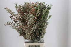 Kersebloesem P Bunch 110cm 400gram