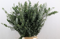 Eucalyptus Baby Blue 70cm 250gram