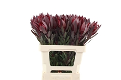 Leucad Safari Sunset 60cm
