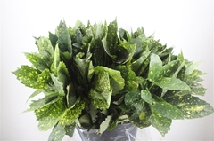 Snijbloemen Ov Bs 65cm 400gram