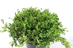 Pistacia Leaves 55cm