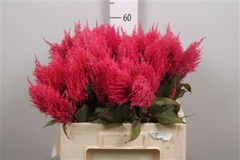 Cel P Royal Pink 60cm