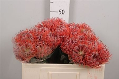 Leuco Scarlet Ribbon 50cm