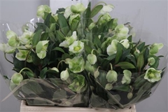 Helleb Winterbells 40cm