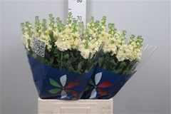 Matth Iron Yellow 70cm 23
