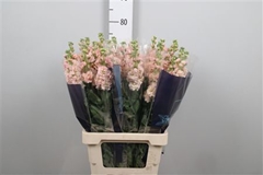 Matth Iron Apricot 70cm 23