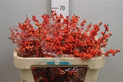 Ilex Oudijks Orange 70cm