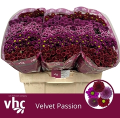 Chr S Gem Velvet