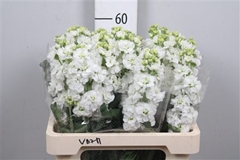 Matth Stx White 60cm 23