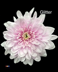 Chr T 2 Kl Baltica Pastel Cerise + Glit Bio
