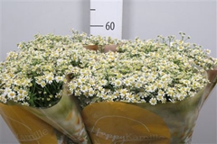 Tana Pa Single Vegmo 60cm 23