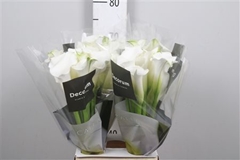 Zant White Mambo 70cm