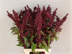 Amar Other 85cm