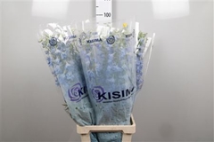 Delph En Sky Waltz 90cm 34