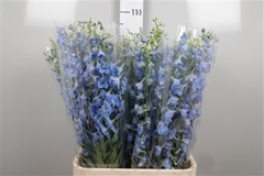 Delph En Sky Waltz 100cm 34