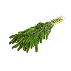Siergr Ov Klb H% 60cm 140gram