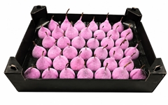 Gewaxde Peer 21%