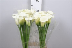 Zant White Flirt 70cm