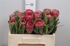 Protea Lancelot 50cm