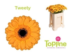 Germini Tweety 50cm 8cm Ø