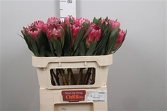 Protea Brenda 70cm
