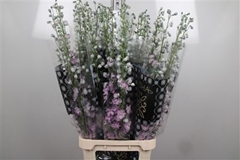 Delph El Dew Melody 120cm 23