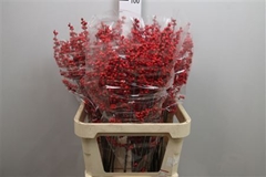 Ilex Vert (RODE Bes) 90cm