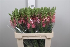 Antir Avignon Rose 80cm
