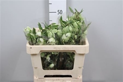 Helleb Winterbells 50cm