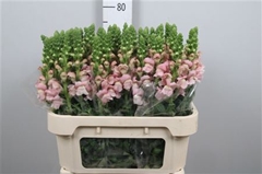 Antir Avignon Pink 80cm