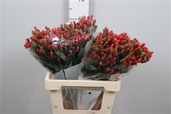 Hyp Go Top 60cm