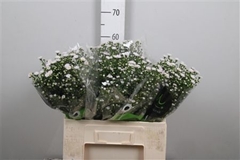 Ast Teeny Tiny White 60cm 15gram
