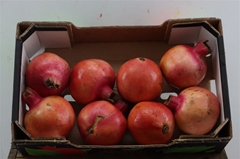 Sier Punica Granatum