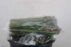 Pinus Other 500cm