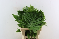 Philodendron Xanadu 62cm 40gram