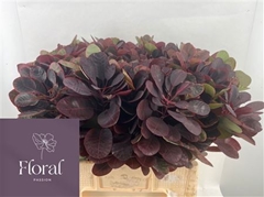 Coti C Royal Purple
