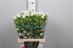 Camp Champion White 70cm