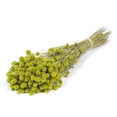 Siergr Ov Klb H% 55cm 220gram