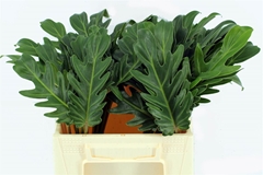 Philodendron Xanadu 55cm